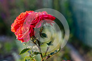 Beautiful Red rose flower. Background