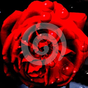 Beautiful red rose  flower black backgrund.