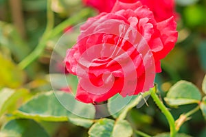 Beautiful Red Rose flower blooming on a bush in rose garden