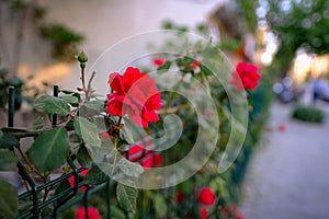Beautiful red rose flower, called don juan red climbing rose, on fence with natural background close up