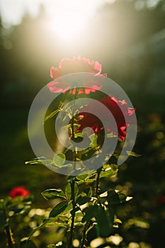 Beautiful red rose flower close-up blooming on bush in the sunset garden