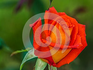 Beautiful red rose flower.