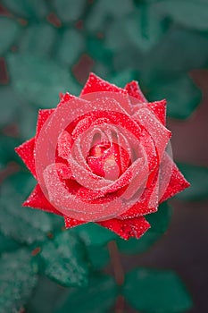 Beautiful red rose flower, closeup