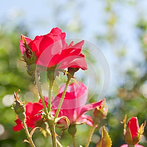 Beautiful red rose flower in a garden.