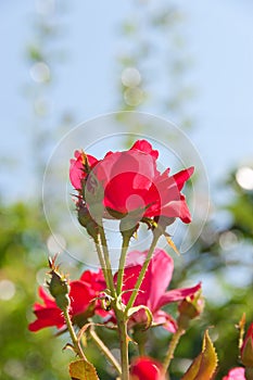 Beautiful red rose flower in a garden.