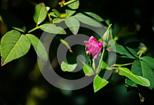 Beautiful red rose flower on its branch with green leaves in a spring season at a botanical garden.