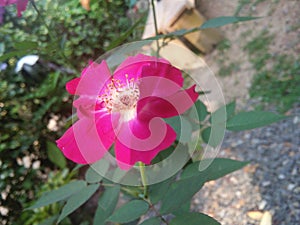 Beautiful red rose flower of natural photo