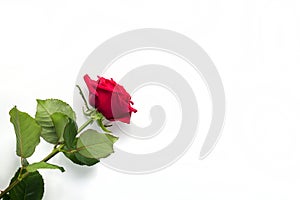 Beautiful Red Rose Flower with stem Isolated on White background. Concept for 8 march wedding with copy space