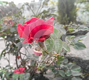 Beautiful red rose flowers blooming in the branch of green leaves plant growing in garden, nature photography