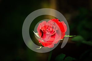 Beautiful red rose flowers blooming with sunlight.