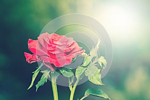 Beautiful red rose flowers blooming with sunlight.