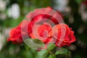 Beautiful red rose flowers in summer garden photo