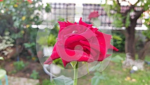 Beautiful red rose in garden