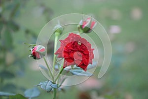 Beautiful red rose with garden as background