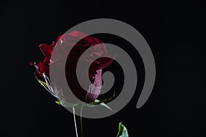 Beautiful red rose in a glass of water on a black background