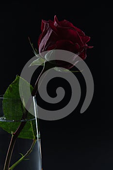 Beautiful red rose in a glass of water on a black background