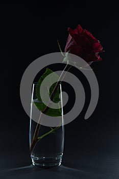 Beautiful red rose in a glass of water on a black background