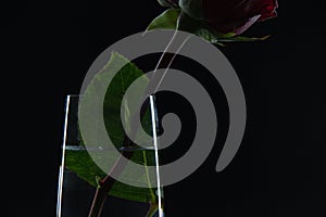 Beautiful red rose in a glass of water on a black background