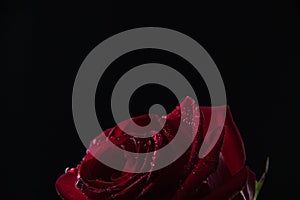 Beautiful red rose in a glass of water on a black background