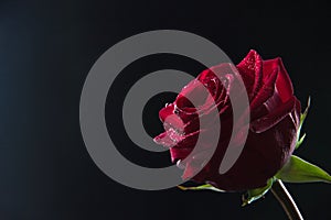 Beautiful red rose in a glass with water on a black background