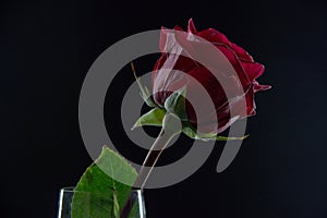 Beautiful red rose in a glass with water on a black background