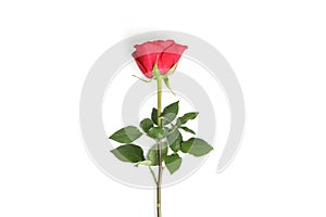 Beautiful red rose with green leaves isolated on background