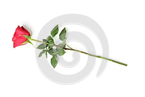 Beautiful red rose with green leaves isolated on background