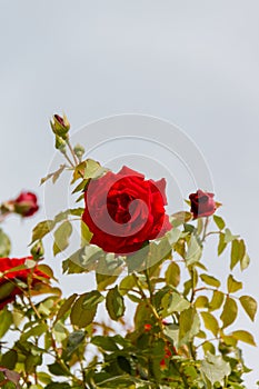 Beautiful red rose and green leaves with light blue sky as background