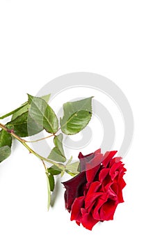 Beautiful red rose with green leaves on a white background, for gift or decor