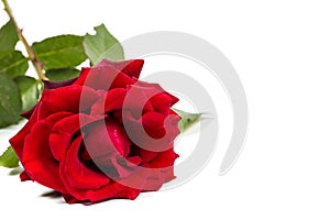 Beautiful red rose with green leaves on a white background, for gift or decor