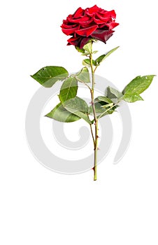 Beautiful red rose with green leaves on a white background, for gift or decor