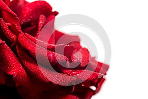 Beautiful red rose with green leaves on a white background, for gift or decor