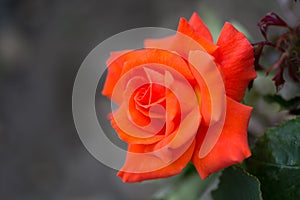 Beautiful red rose on the green natural background