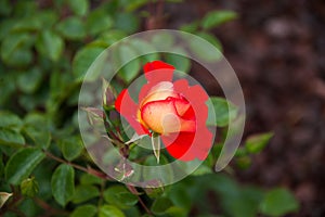 A beautiful red rose in a green soil background.