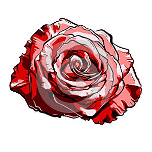 Beautiful red rose. hand-drawn illustration vector eps