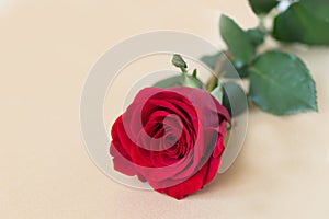 Beautiful red rose isolated on beige background