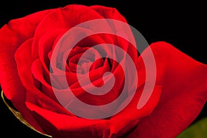 Beautiful red rose isolated on black