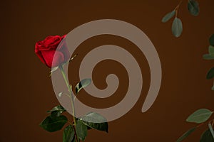 Beautiful red rose isolated on dark brown background with copyspace