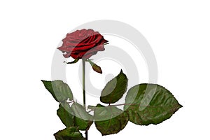 Beautiful red rose isolated on white background