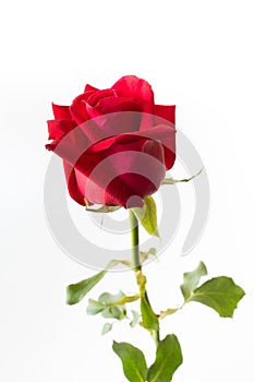 Beautiful red rose isolated white background.