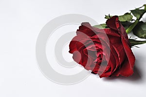 Beautiful red rose isolated on a white background.Copy space photo