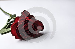 Beautiful red rose isolated on a white background.Copy space photo