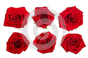 Beautiful red rose isolated on white background. Set or collection