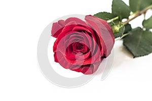 Beautiful red rose isolated on wooden background