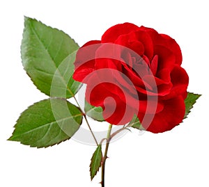 Beautiful Red Rose with Leaves on White Background