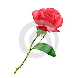 Beautiful Red rose on long stem with leaf and thorns isolated on white background, photo realistic vector illustration