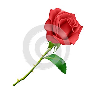 Beautiful Red rose on long stem with leaf and thorns isolated on white background, photo realistic vector illustration.