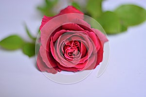 A beautiful red rose of love