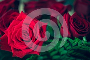 Beautiful red rose macro shot close up. Valentines Day