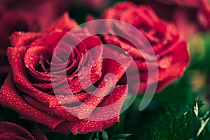 Beautiful red rose macro shot close up. Valentines Day